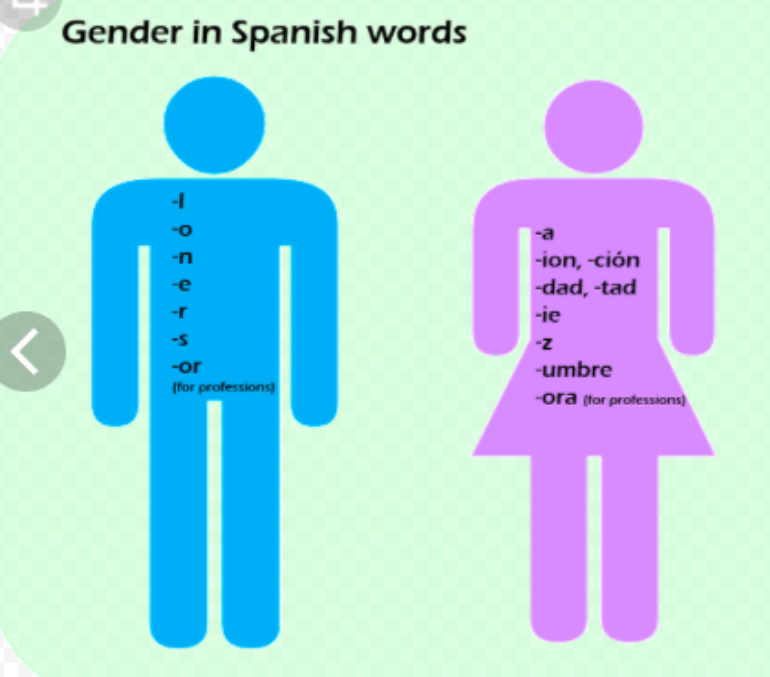 GENDER OF NOUNS: PART I GENDER OF NOUNS: PART I